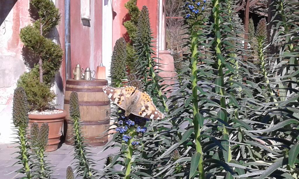 Agriturismo Gocce Di Luna Celle Ligure Dış mekan fotoğraf